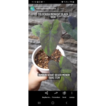 colocasia midnight + qnthurium magnifikum + karantina 7k