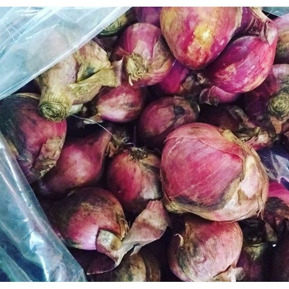 

Bawang Merah Besar