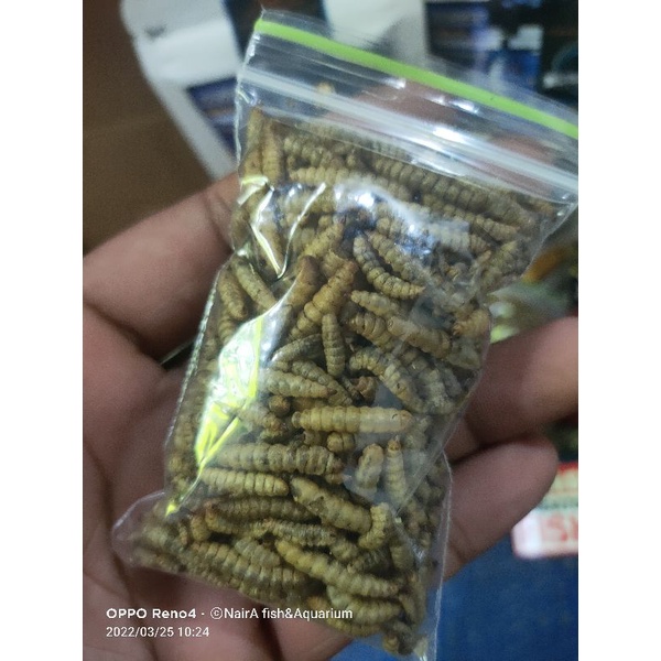magot premium10 gram  super++ pikmen warna jOSSS