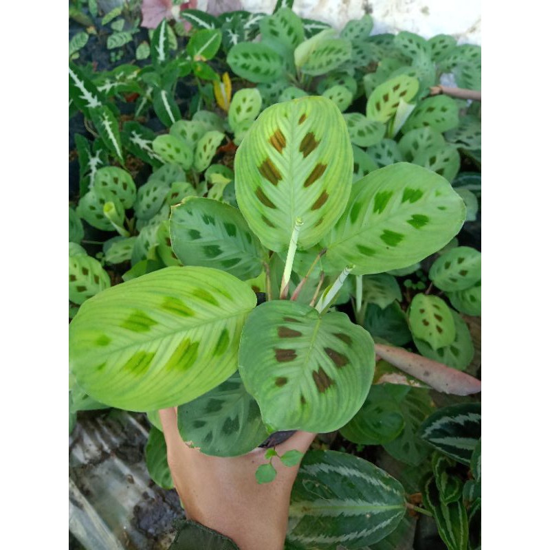 

Calathea Kencur