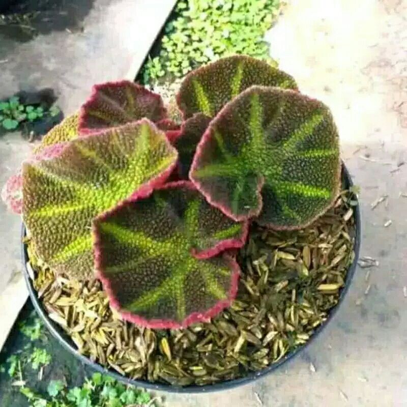 tanaman hias begonia mangkok-BEGONIA MANGKOK-bunga hias begonia mangkuk-begonia mangkuk