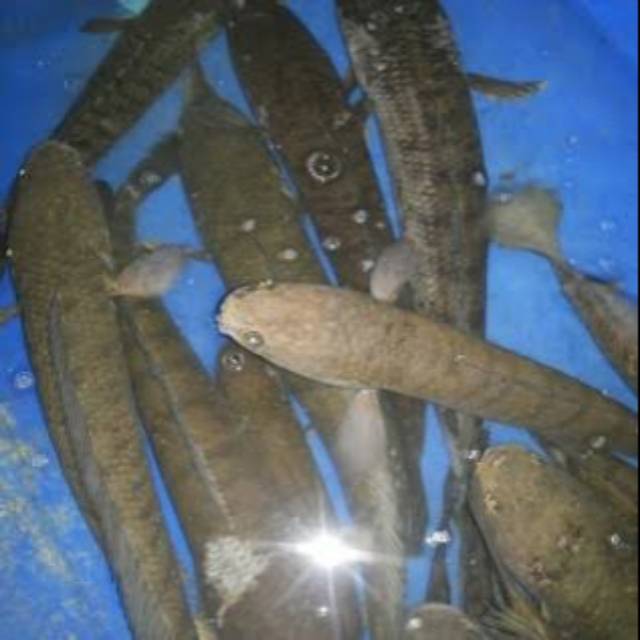 

Ikan gabus hidup 1 kg