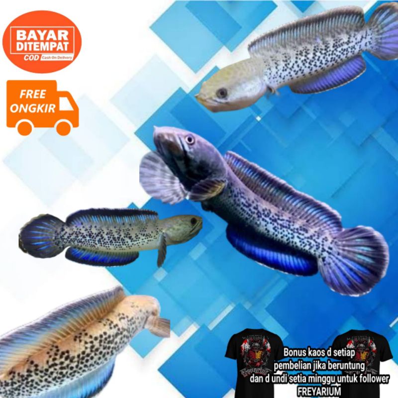 STEWARTI 10/12cm KARBIALONG KHALIKOLA BLACK GALAXY