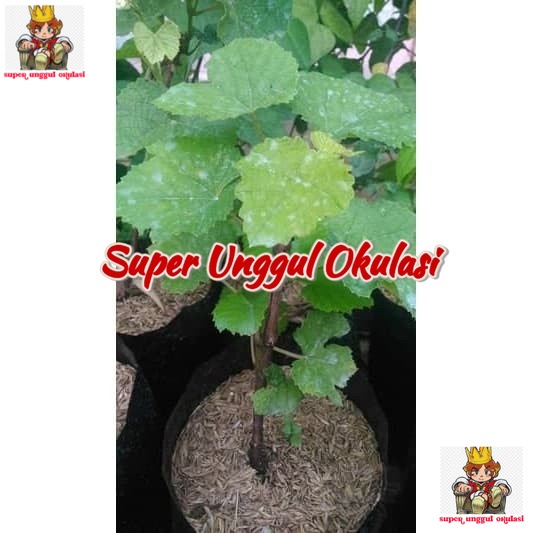 Bibit Buah Anggur Merah Super Genjah Okulasi Bisa Berbuah Dalam Pot Rasanya Manis Super Jumbo Cepat 