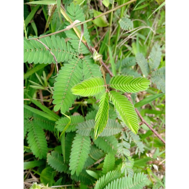 

DAUN PUTRI MALU/DAUN HERBAL 1KG