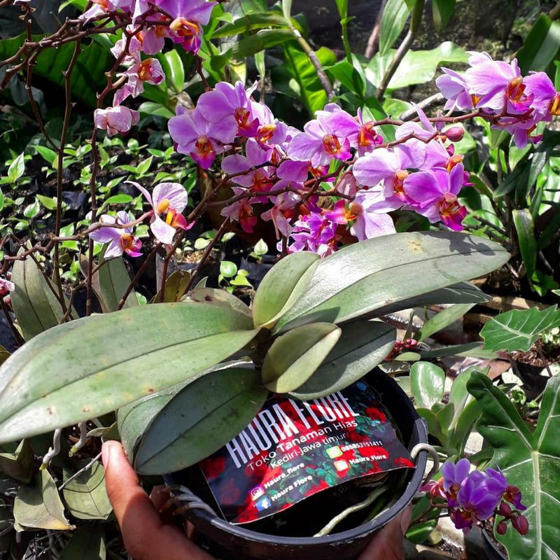 anggrek bulan mini (doritis pink)