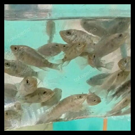 

IKAN NILA KEKAR PER PAKET KODE 835