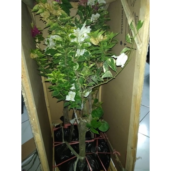 bibit bunga bugenvil 3 warna