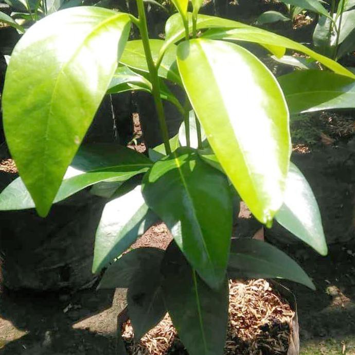 Kliwon Bibit Black Sapote Pohon Black Sapote Pohon Buah Black Sapote Diospyros Digyna