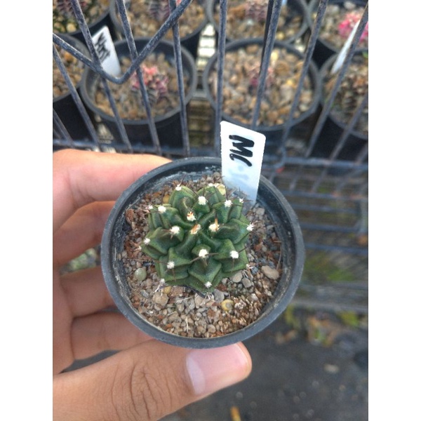 kaktus gymnocalycium multicolor premium