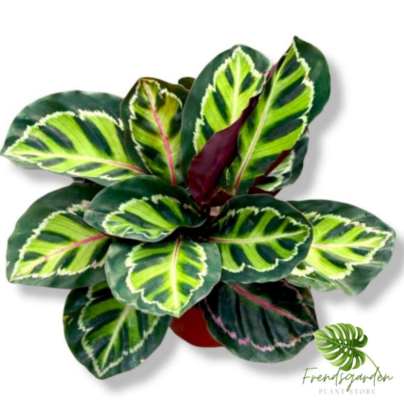 Calathea Linden - Tanaman hias calathea linden