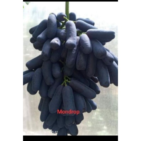 ( ISI 4 ) BIBIT BUAH ANGGUR IMPORT