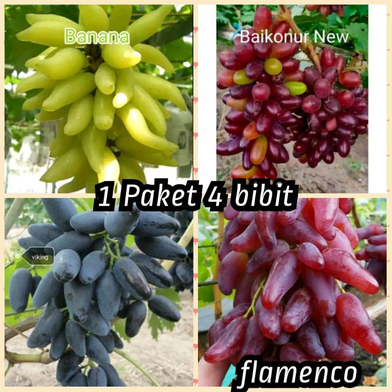 bibit anggur import 4 farian
