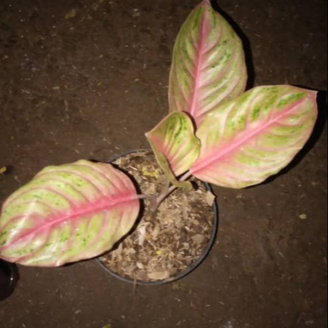 Tanaman Hias aglonema bidadari