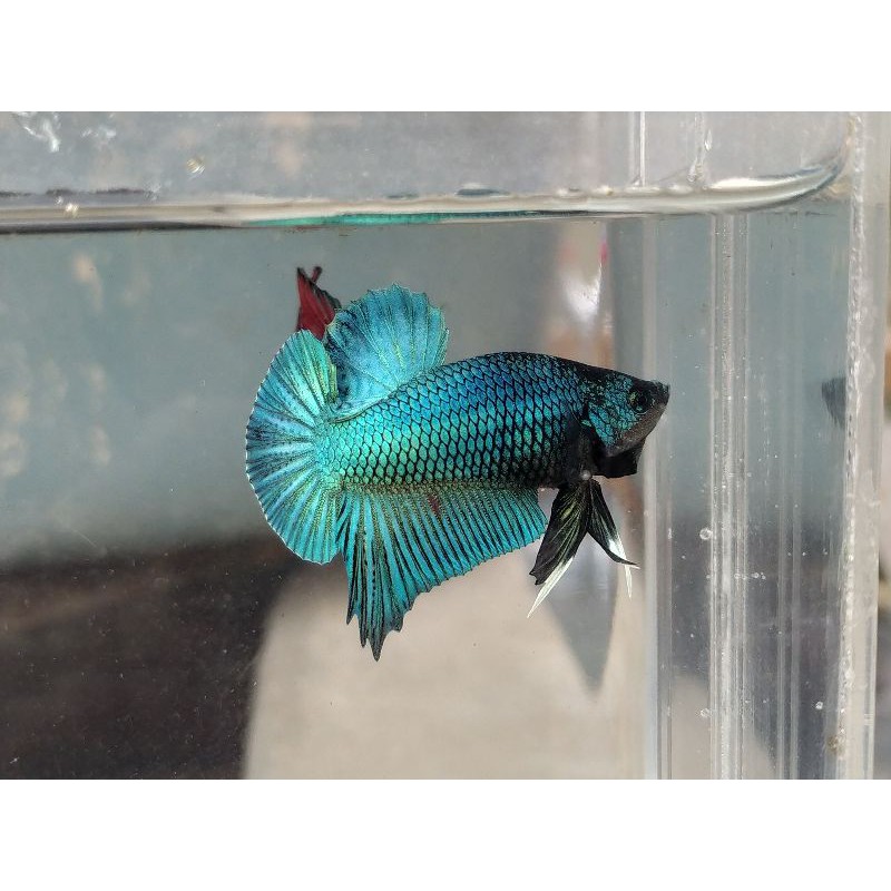 Ikan cupang Avatar Green Metallic murah