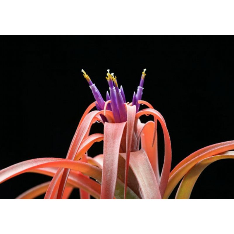 Tanaman Hias Tilandsia  Ionantha Capitata Silver Rose Good Quality Airplant Tanaman Hias Indoor