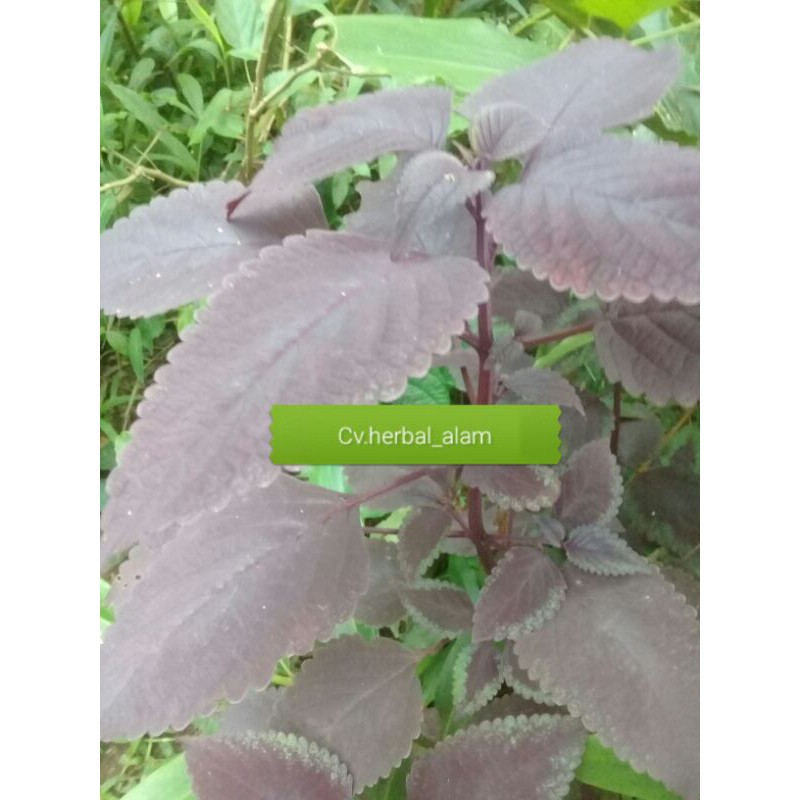 

Promo Daun jawer kotok merah segar 250gram