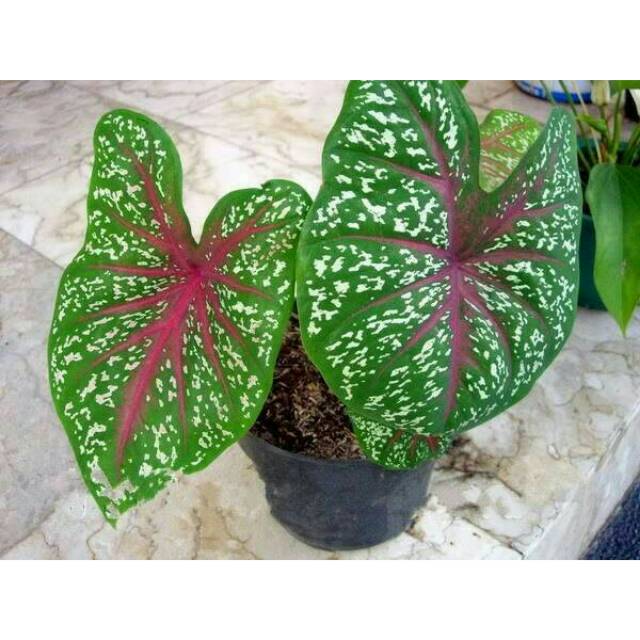 Tanaman Hias Keladi  Red  Star Caladium Redstar Shopee 