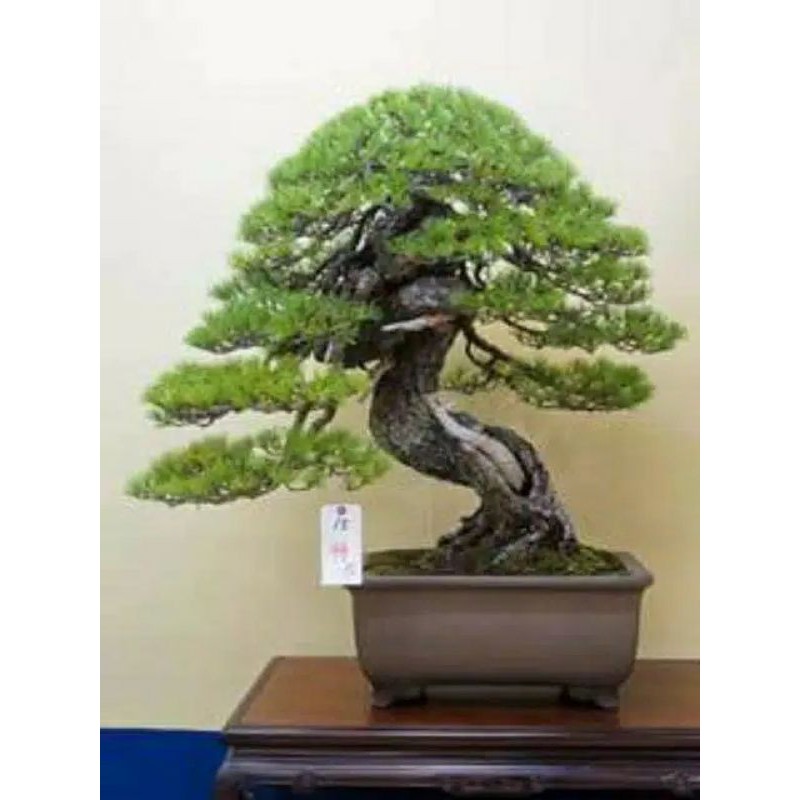 Benih Biji Pinus putih bonsai Jepang