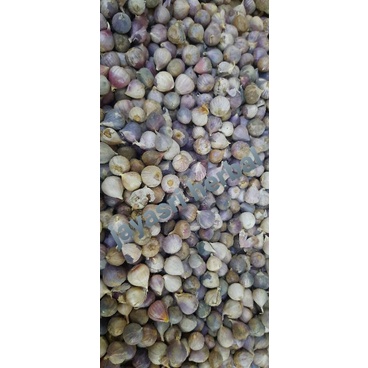 

Bawang Lanang / Laki, Bawang Tunggal