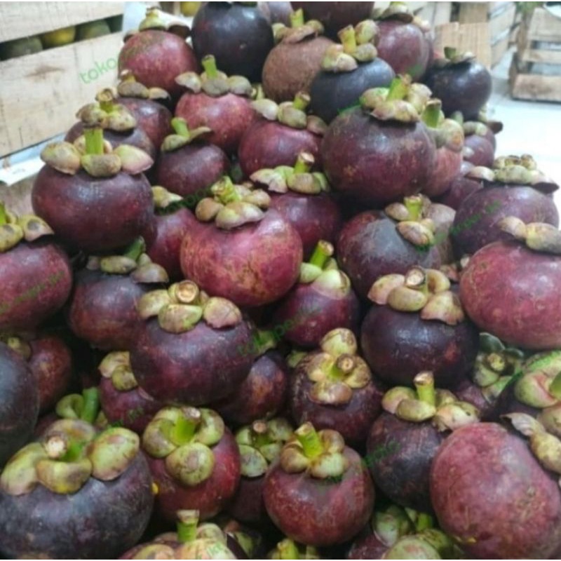 

Buah Manggis Berat 1 kg (Pengiriman Medan)