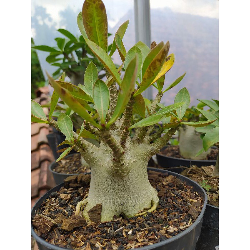 

Adenium hybrid label seed JB xWKK