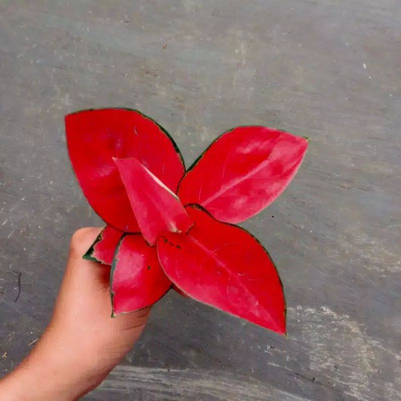 aglonema suksom jaipong anakan