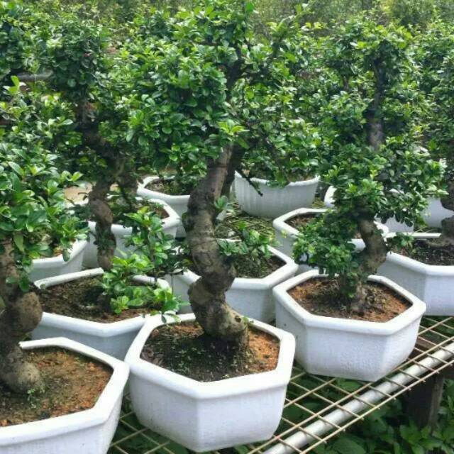 Bahan bonsai serut/stek batang pohon serut buat grouping