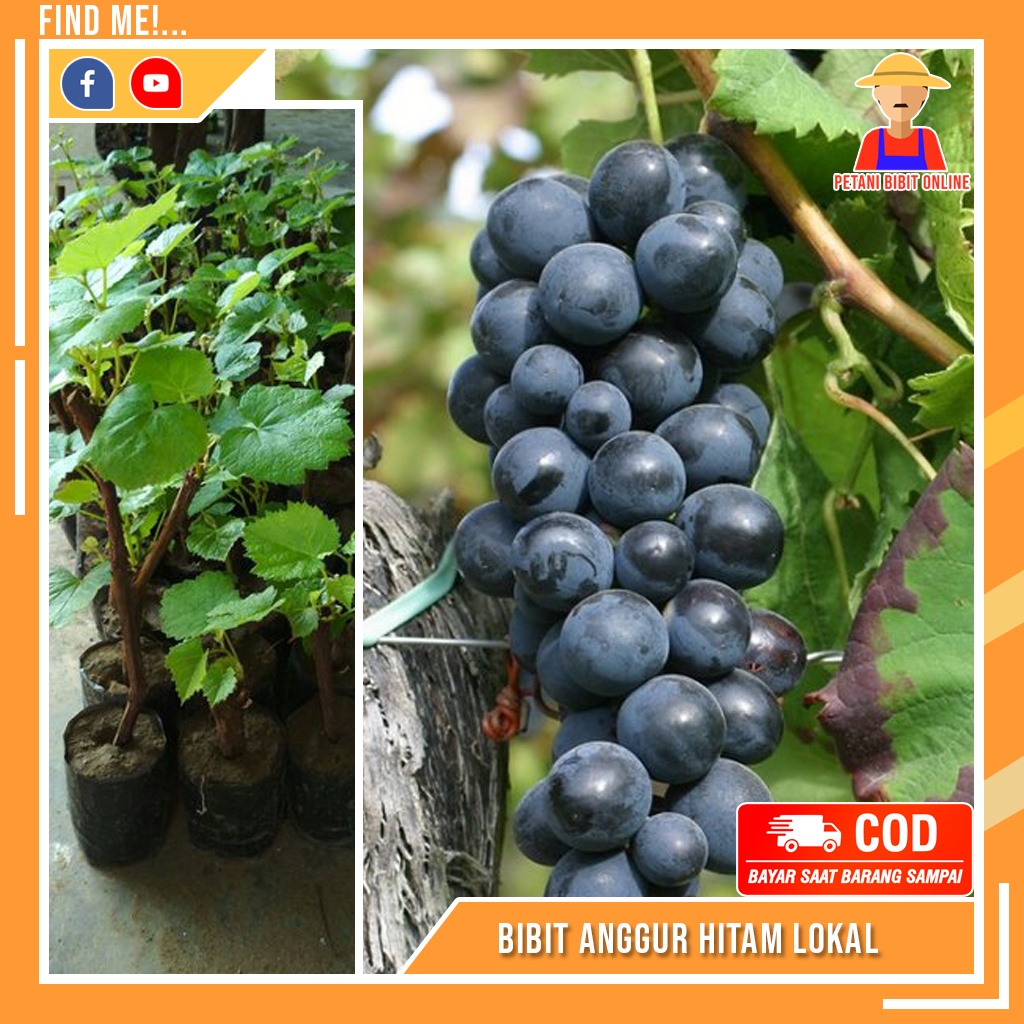 Bibit Anggur Lokal Hitam