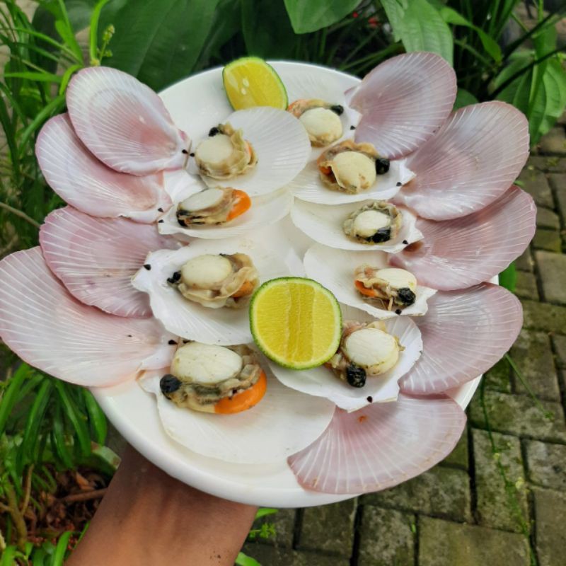 

[KC] Scallop (simping)
