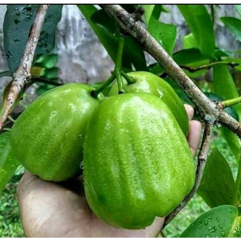 BIBIT JAMBU AIR KIOJOK