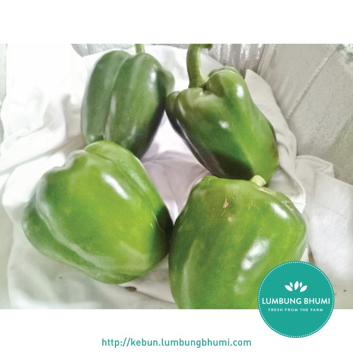 

DISKON PAPRIKA HIJAU ( SAYUR - SAYURAN CURAH ) !!!