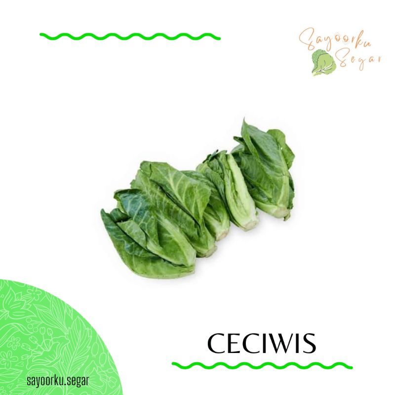 

KIRIM BESOK Baby kol / Ceciwis / Cuciwis / Ciciwis