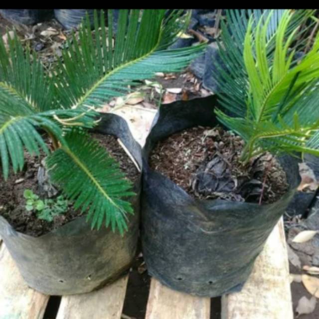 Tanaman hias - sikas mini