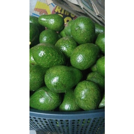 

buah alpuket fresh 1kg