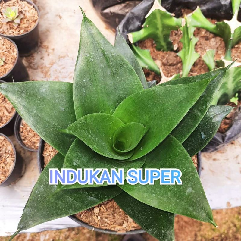 Sansevieria Green Mould Sansivera Black Dragon