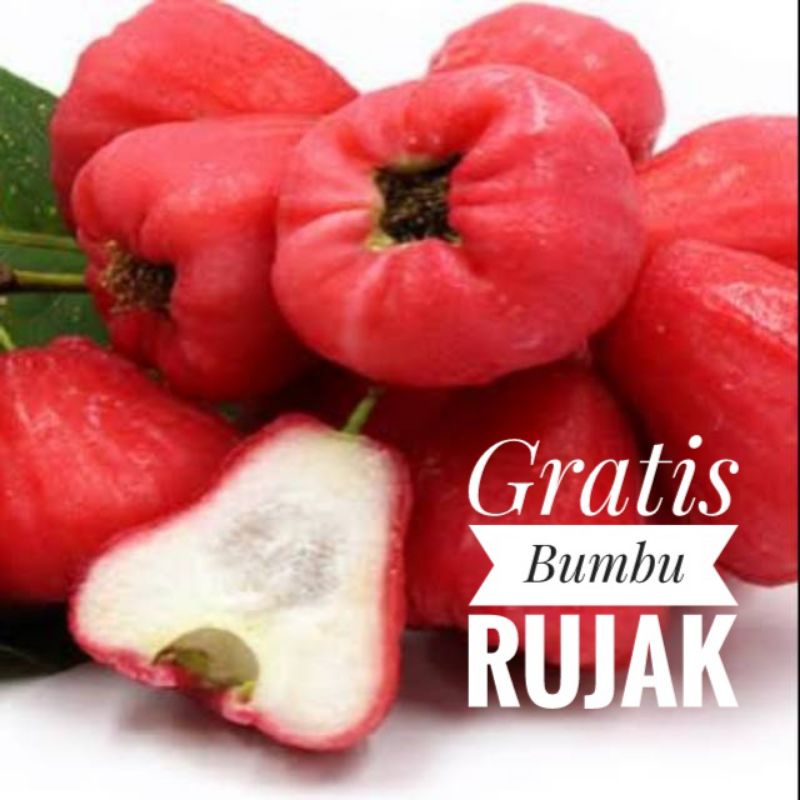 Jambu Air 1 kg  organik fresh / Jambu air merah