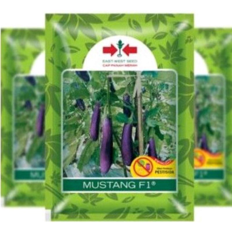 Benih Terong Ungu/bibit/MUSTANG F1