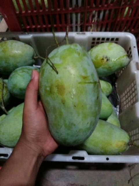 Bibit Tanaman Buah Mangga Gajah