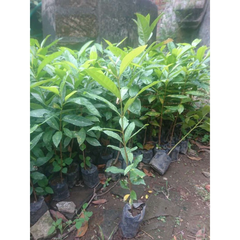 1 paket Bibit Daun salam isi 5 (Bibit salam murah)