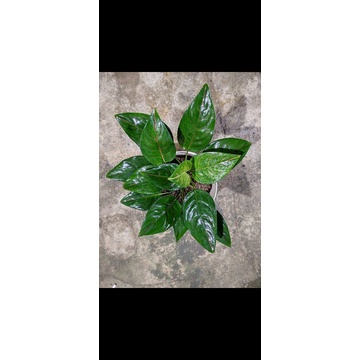 aglaonema rotundum tiger