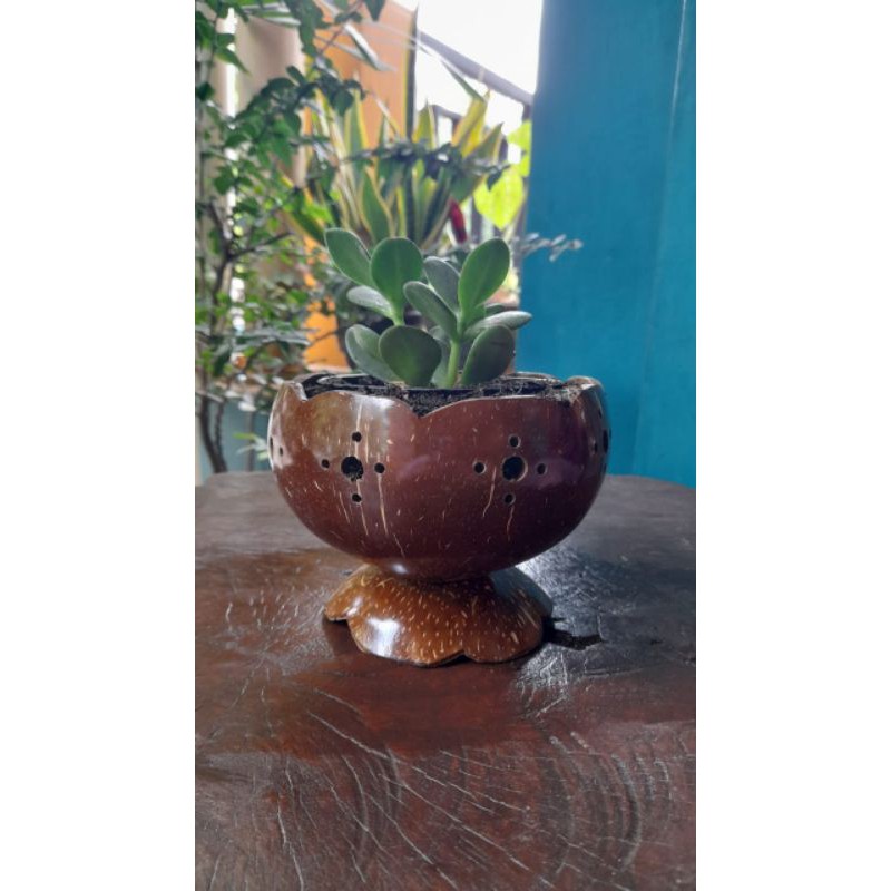 Pot mini tempurrung kelapa/pot unik natural tambahan dekorasi meja tamu