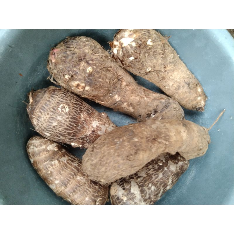 Talas Belitung. talas kimpul 1 kg