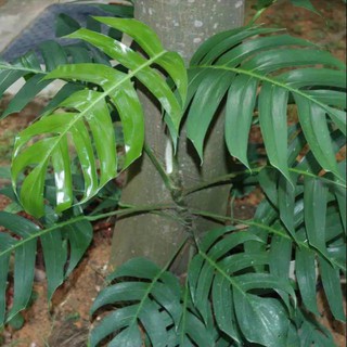 Bibit tanaman hias monstera ekor naga tinggi 20 40 cm real Bibit tanaman hias monstera ekor naga tinggi 20 40 cm real
