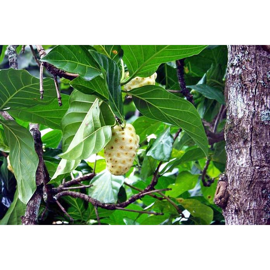 Bonsai Bonsae Mengkudu Noni Pace Tanaman Hias Pohon Obat Herbal 001