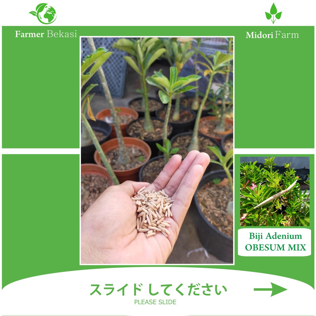 Biji Adenium Obesum Mix Singel (Paket Biji) Stok Baru