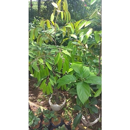 [DONGKELAN 1,7 METER] BIBIT DURIAN DURI HITAM // DURIAN OCHE DONGKELAN