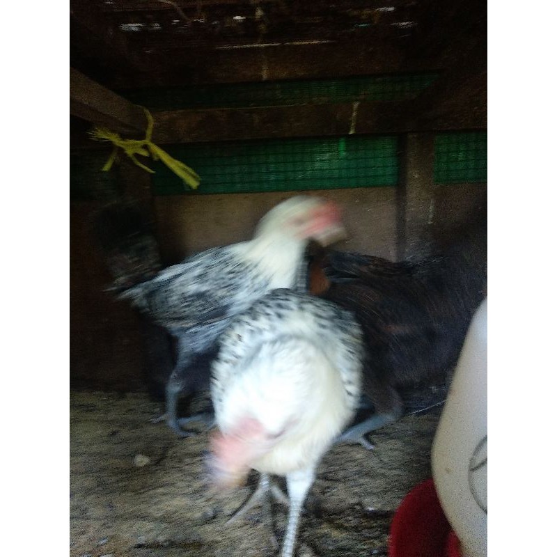 

ayam Arab usia 3bulan