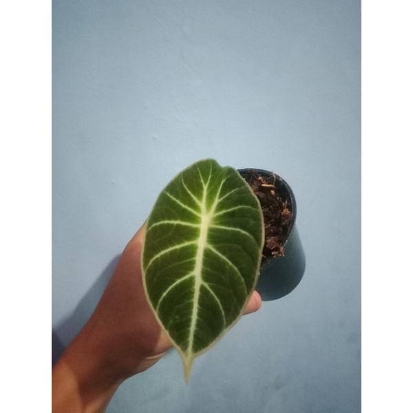 bibit alocasia black velvet REAL PICT