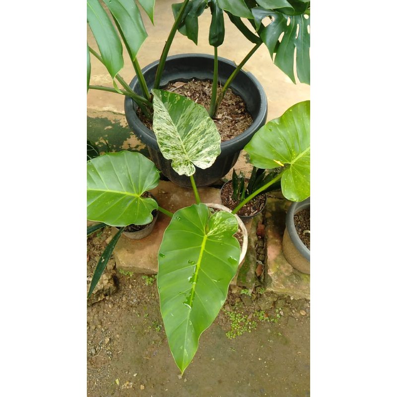 Phillodendrum marbel varigata